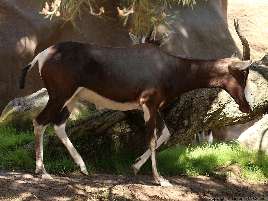 Bontebok (see Comments) (Damaliscus pygargus) - Adult