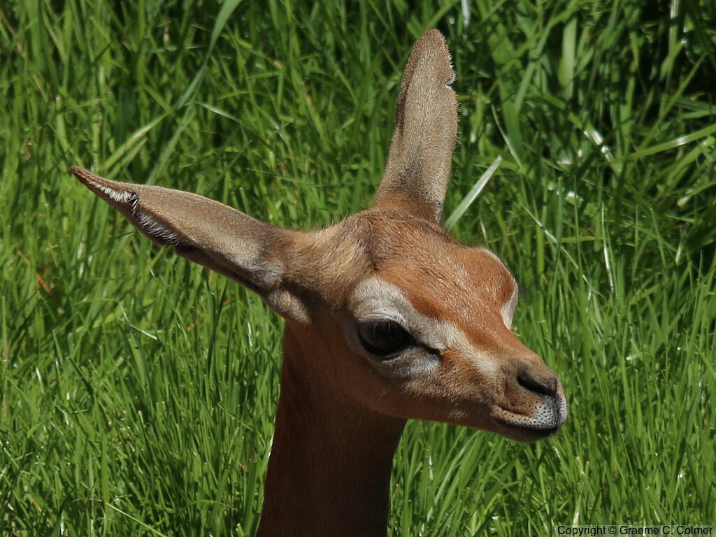 Gerenuk (Litocranius walleri) - Adult