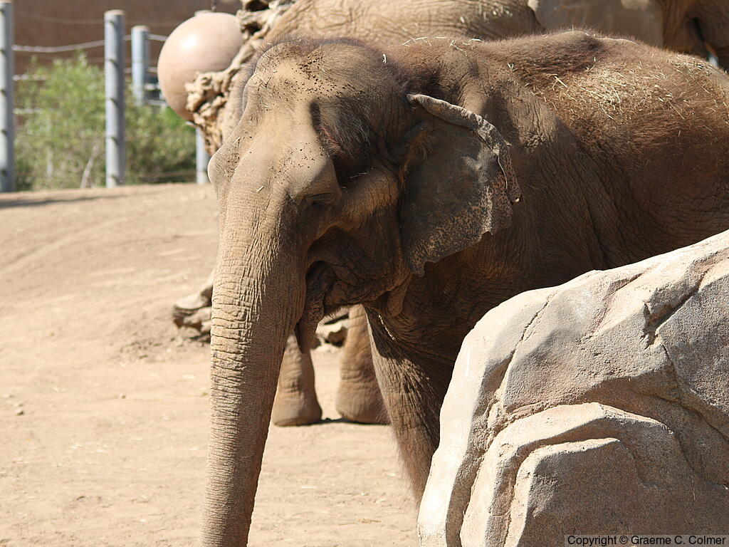 Asiatic Elephant (Elephas maximus) - Adult