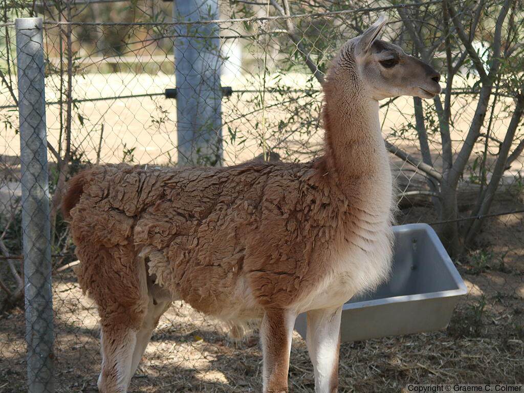 Guanaco (Lama glama) - Adult
