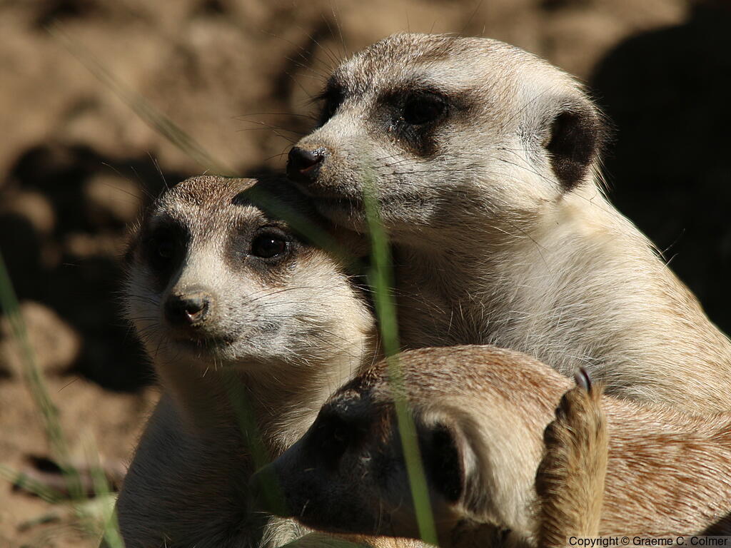Meerkat (Suricata suricatta) - Adults