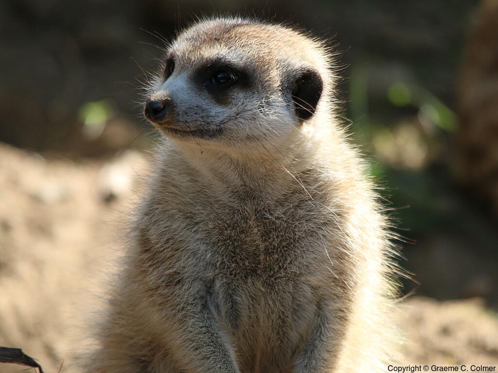 Meerkat (Suricata suricatta) - Adult