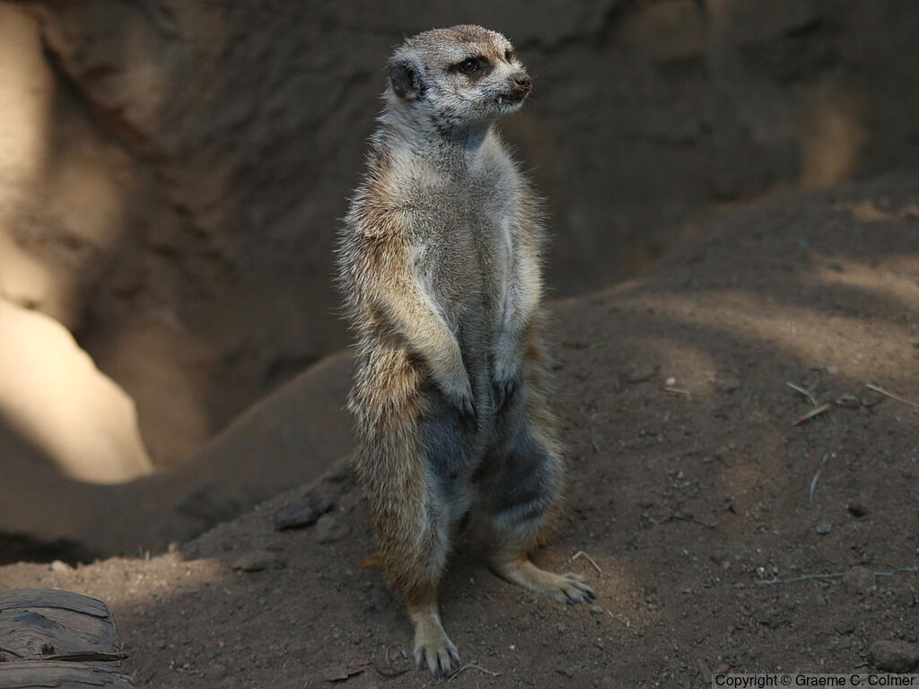 Meerkat (Suricata suricatta) - Adult