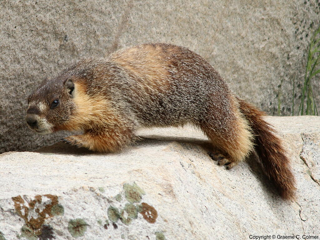 Yellow-bellied Marmot (Marmota flaviventris) - Adult