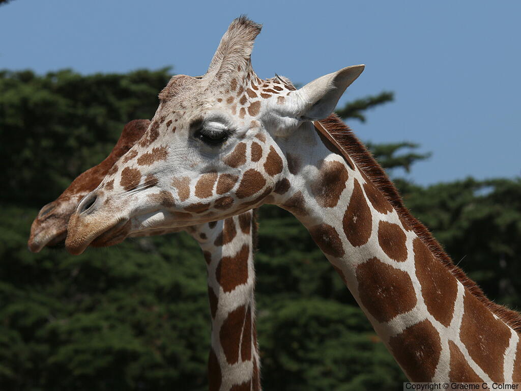 Reticulated Giraffe (Giraffa reticulata) - Adult