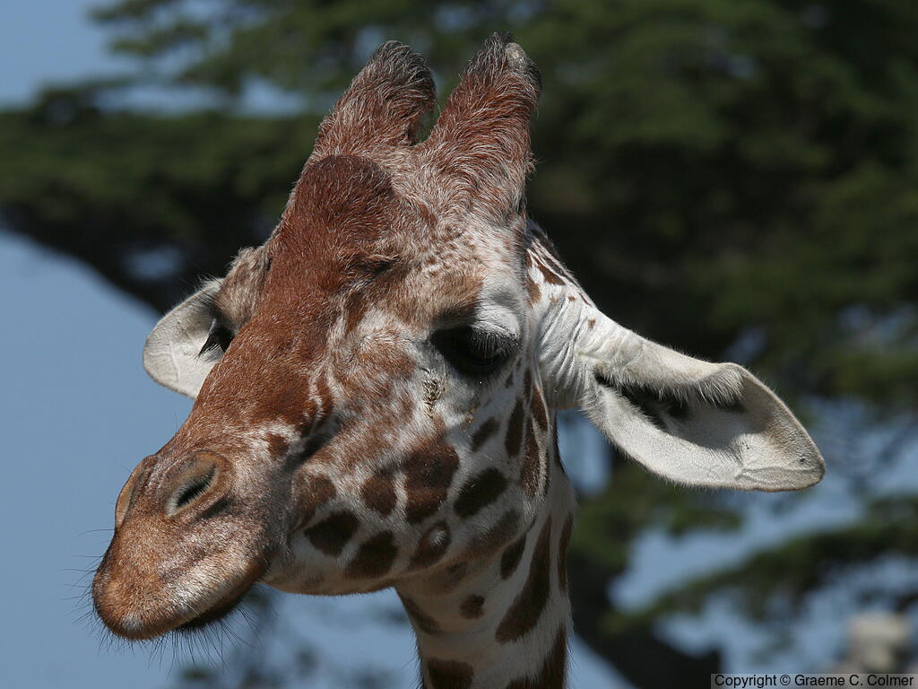 Reticulated Giraffe (Giraffa reticulata) - Adult