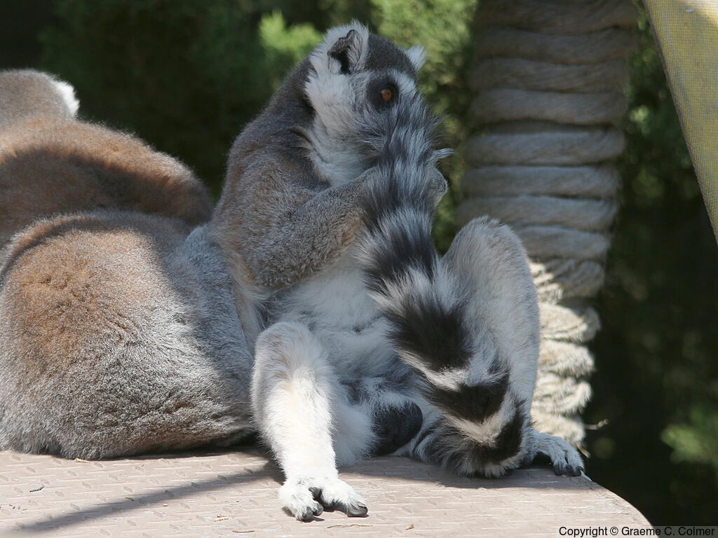 Ring-tailed Lemur (Lemur catta) - Adult