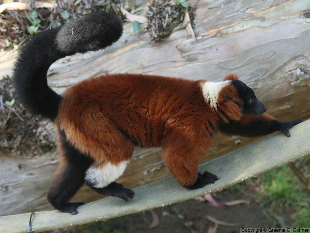 Red Ruffed Lemur (Varecia rubra) - Adult