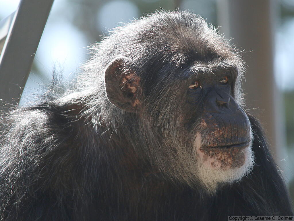 Chimpanzee (Pan troglodytes) - Adult