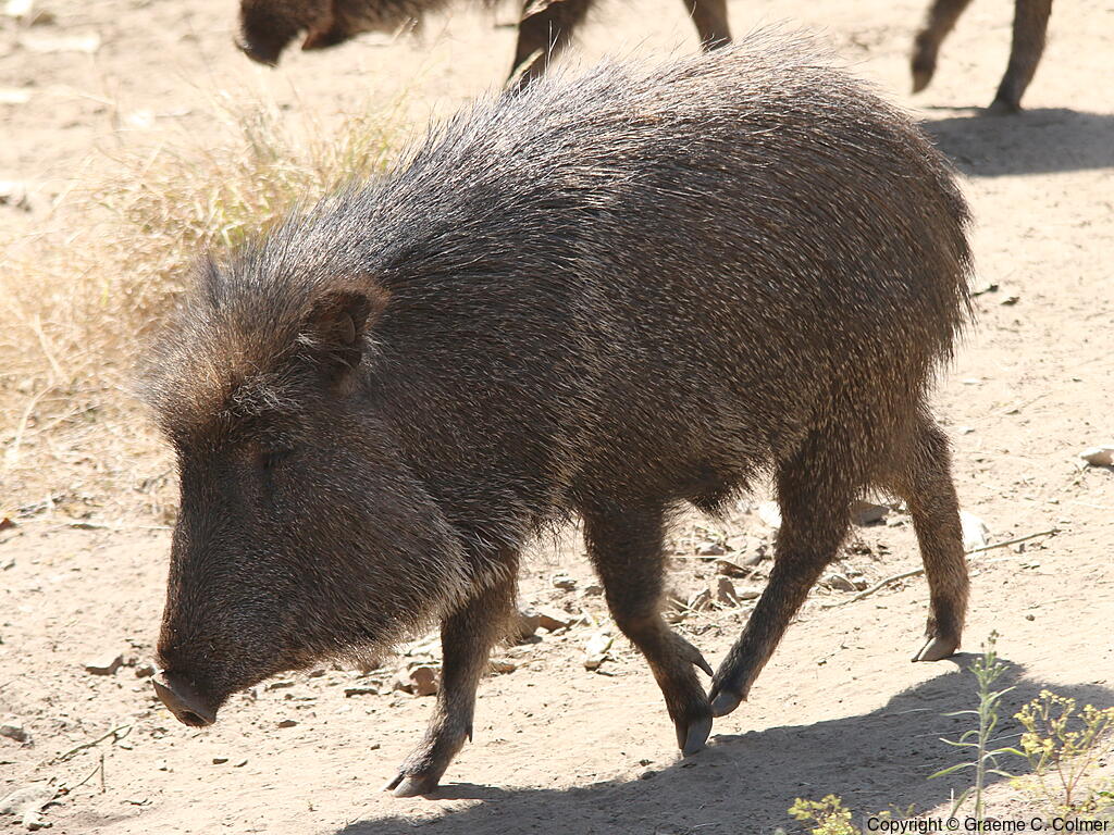 Chacoan Peccary (Catagonus wagneri) - Adult