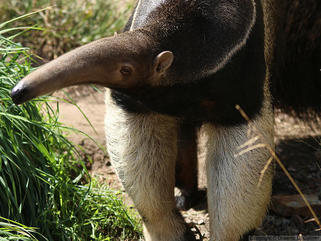 Giant Anteater (Myrmecophaga tridactyla) - Adult