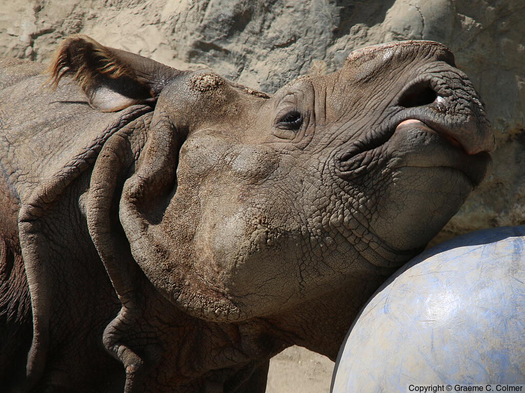 Indian Rhinoceros (Rhinoceros unicornis) - Adult