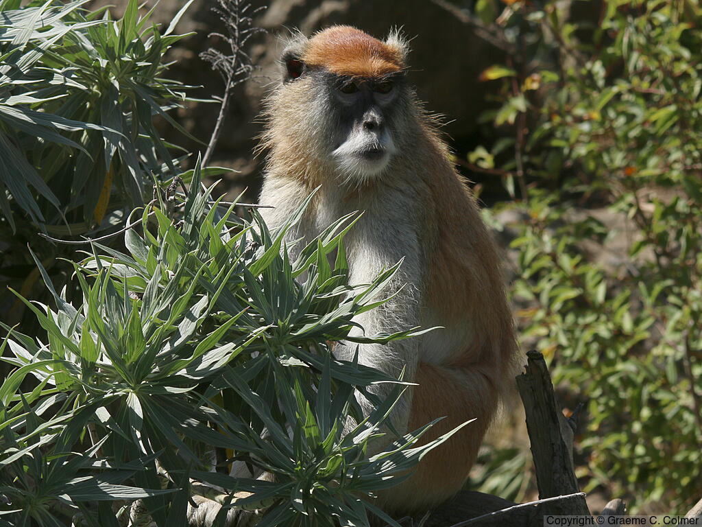Common Patas Monkey (Erythrocebus patas) - Adult