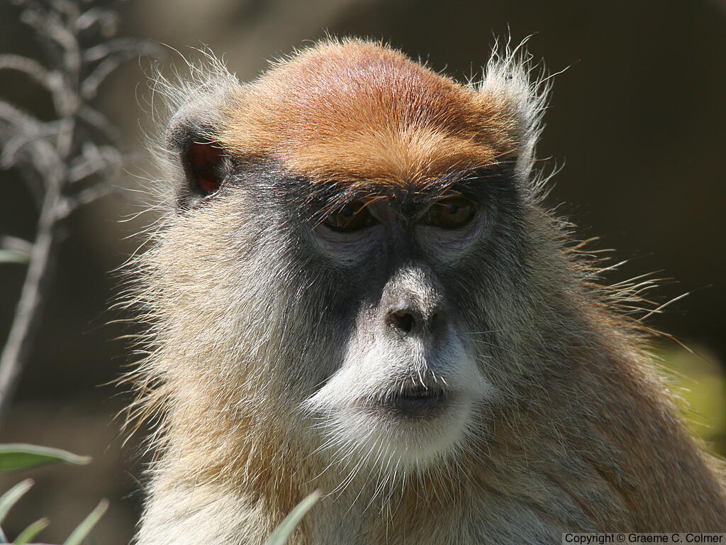 Common Patas Monkey (Erythrocebus patas) - Adult