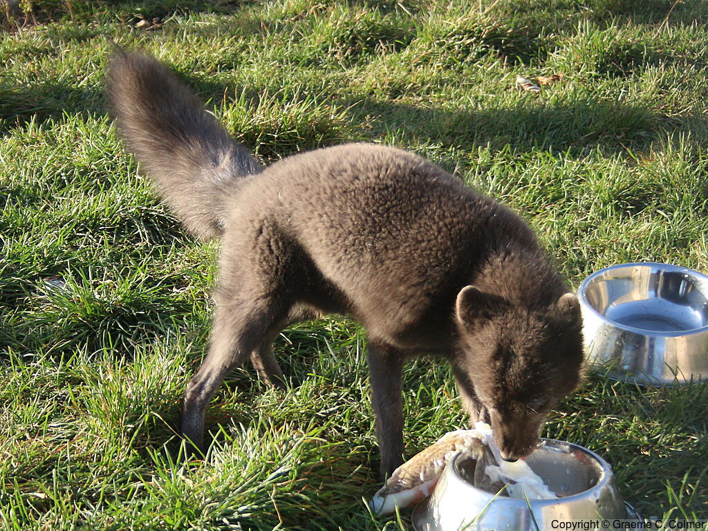 Blue Fox (Vulpes lagopus) - Adult