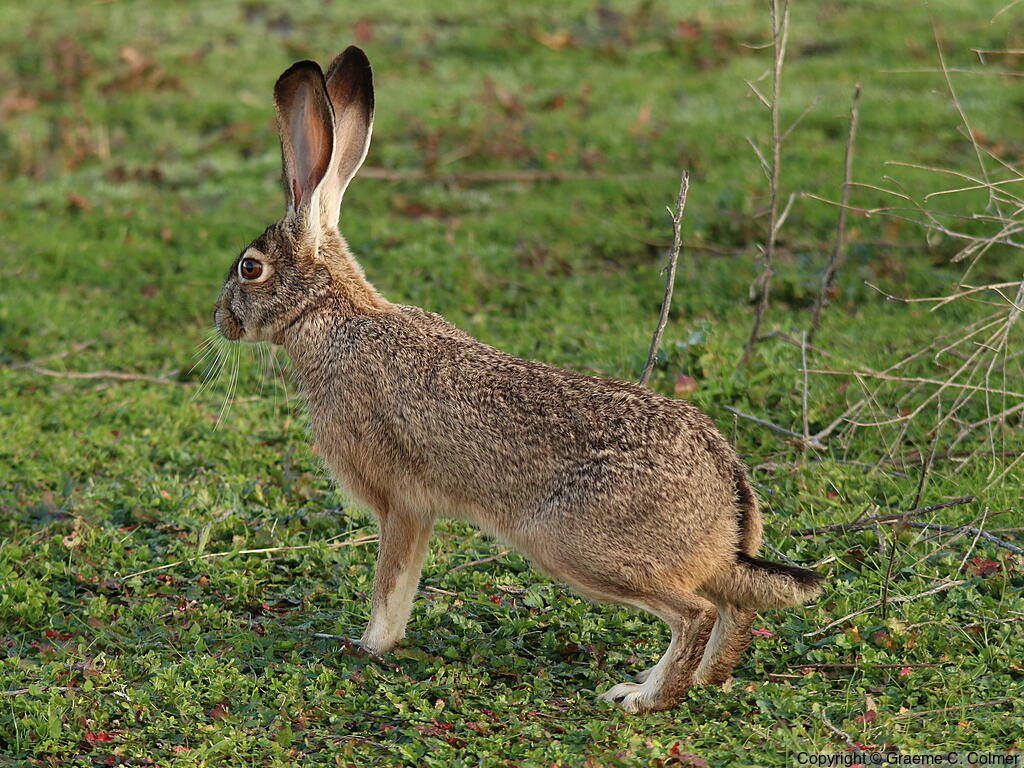 Black-tailed Jack Rabbit (Lepus californicus) - Adult