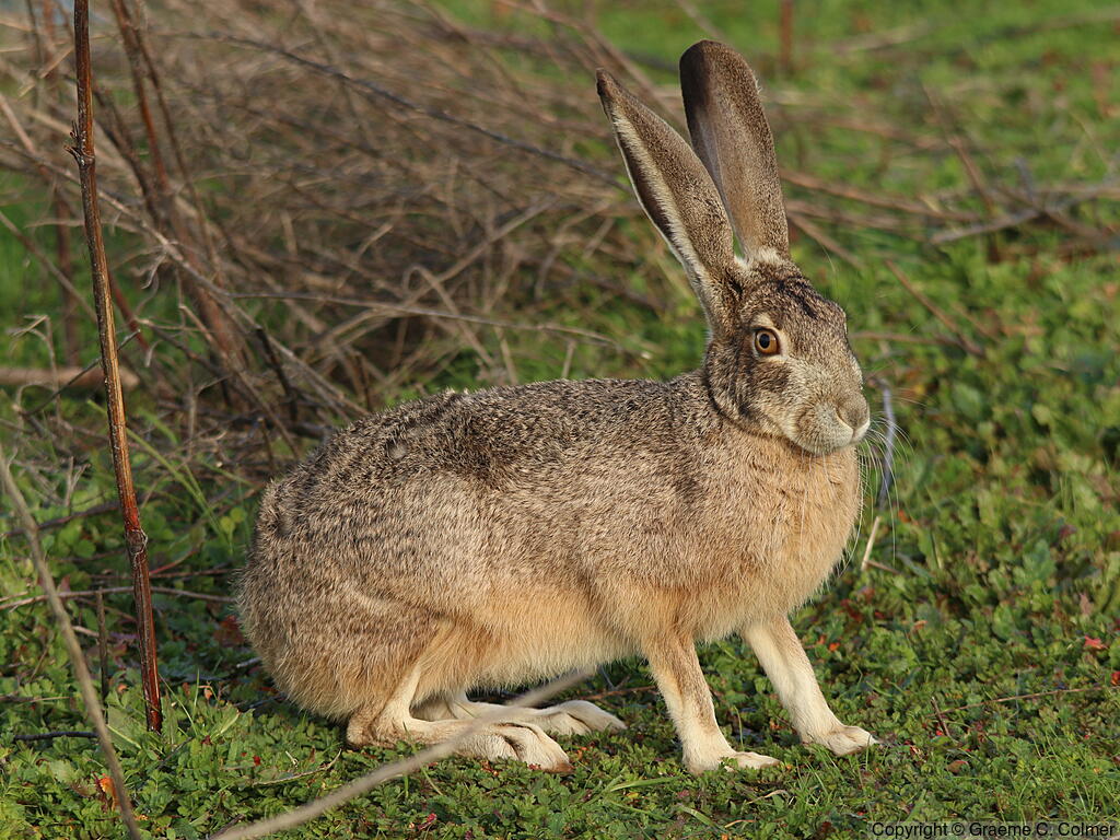Black-tailed Jack Rabbit (Lepus californicus) - Adult