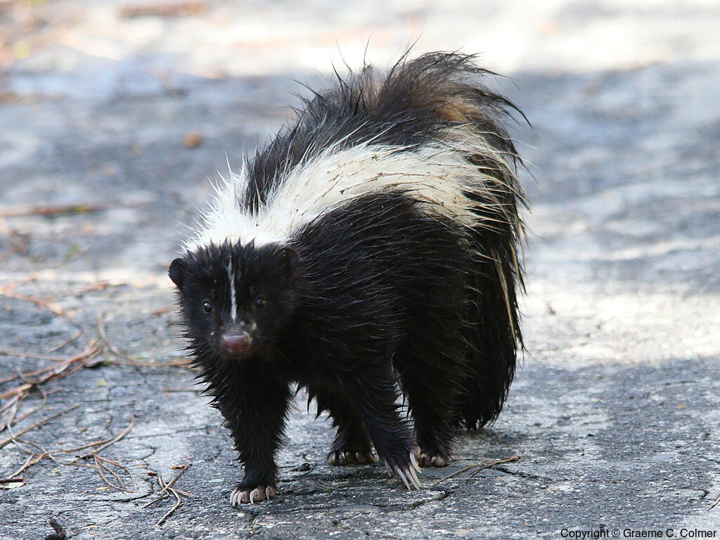 Striped Skunk (Mephitis mephitis) - Adult