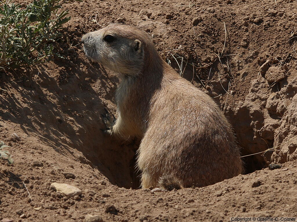 Black-tailed Prairie Dog (Cynomys ludovicianus) - Adult
