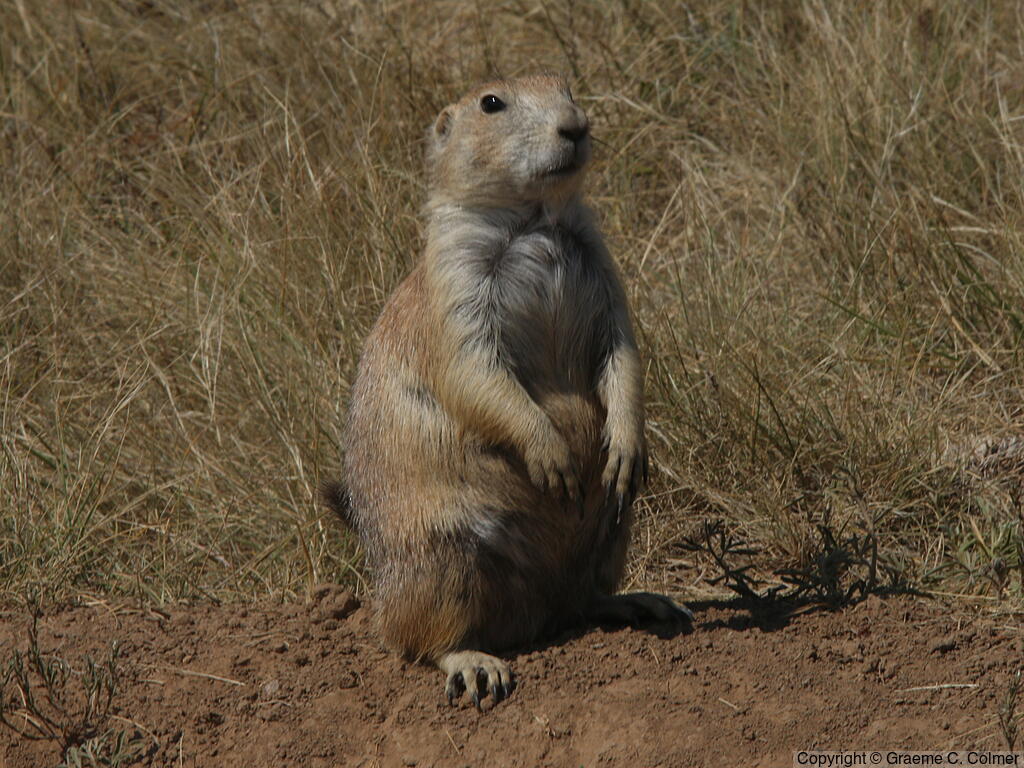 Black-tailed Prairie Dog (Cynomys ludovicianus) - Adult