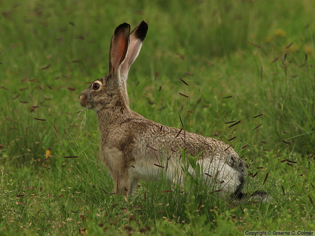 Black-tailed Jack Rabbit (Lepus californicus) - Adult
