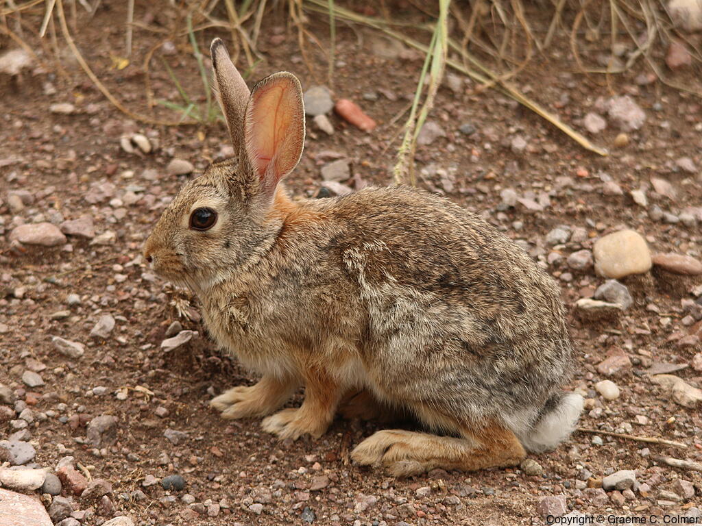Audubon's Cottontail (Sylvilagus audubonii) - Adult