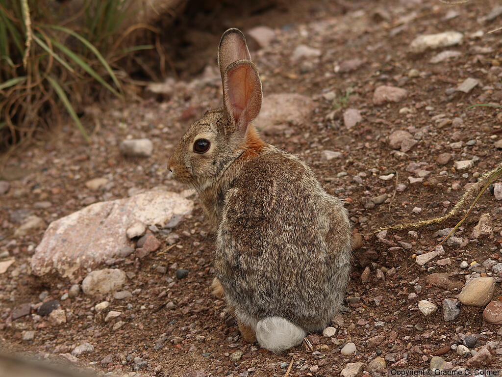 Audubon's Cottontail (Sylvilagus audubonii) - Adult