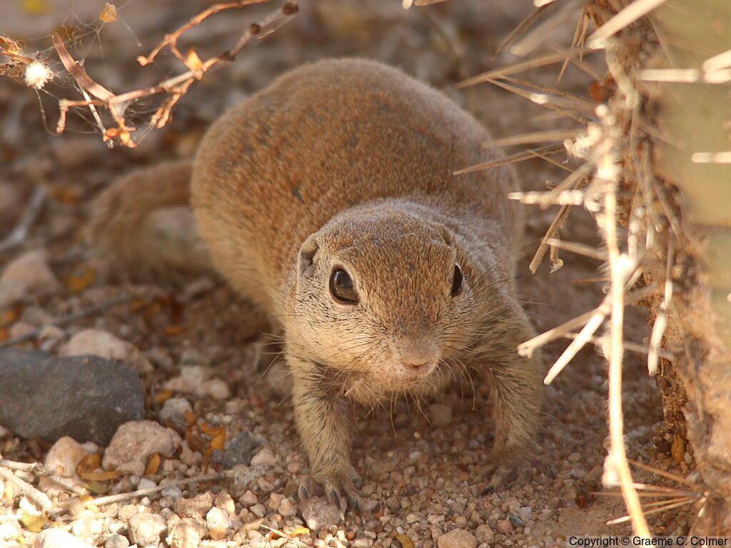 Round-tailed Ground Squirrel (Xerospermophilus tereticaudus) - Adult