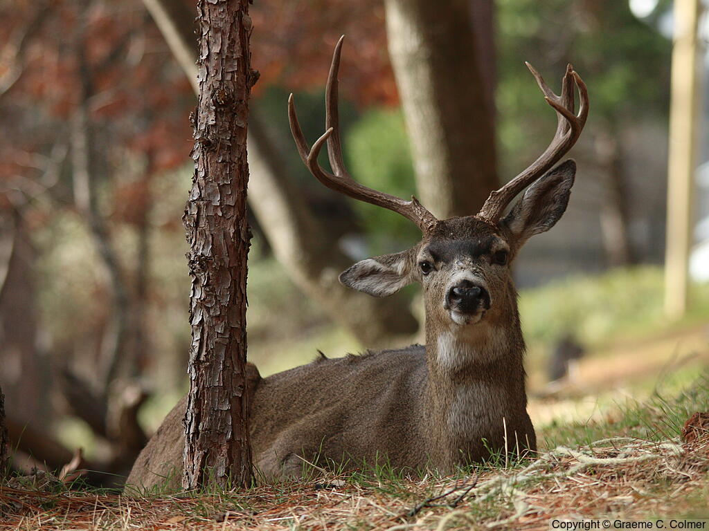 Mule Deer (Odocoileus hemionus) - Adult male
