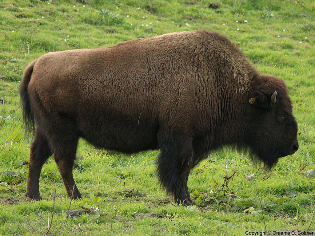 American Bison (Bison bison) - Adult