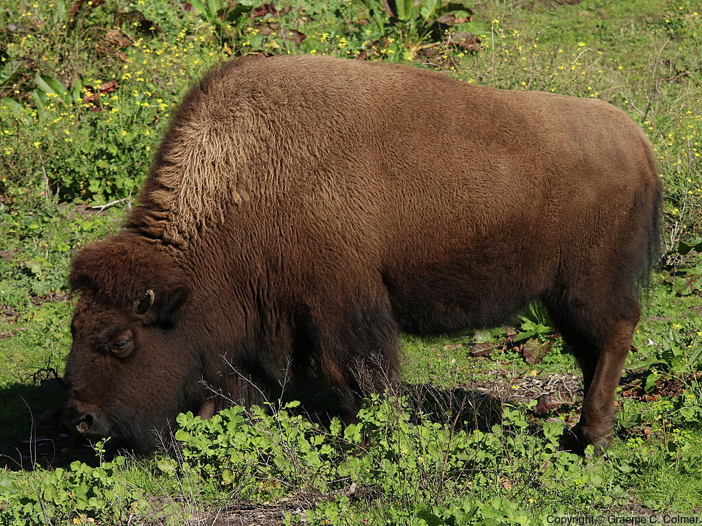 American Bison (Bison bison) - Adult