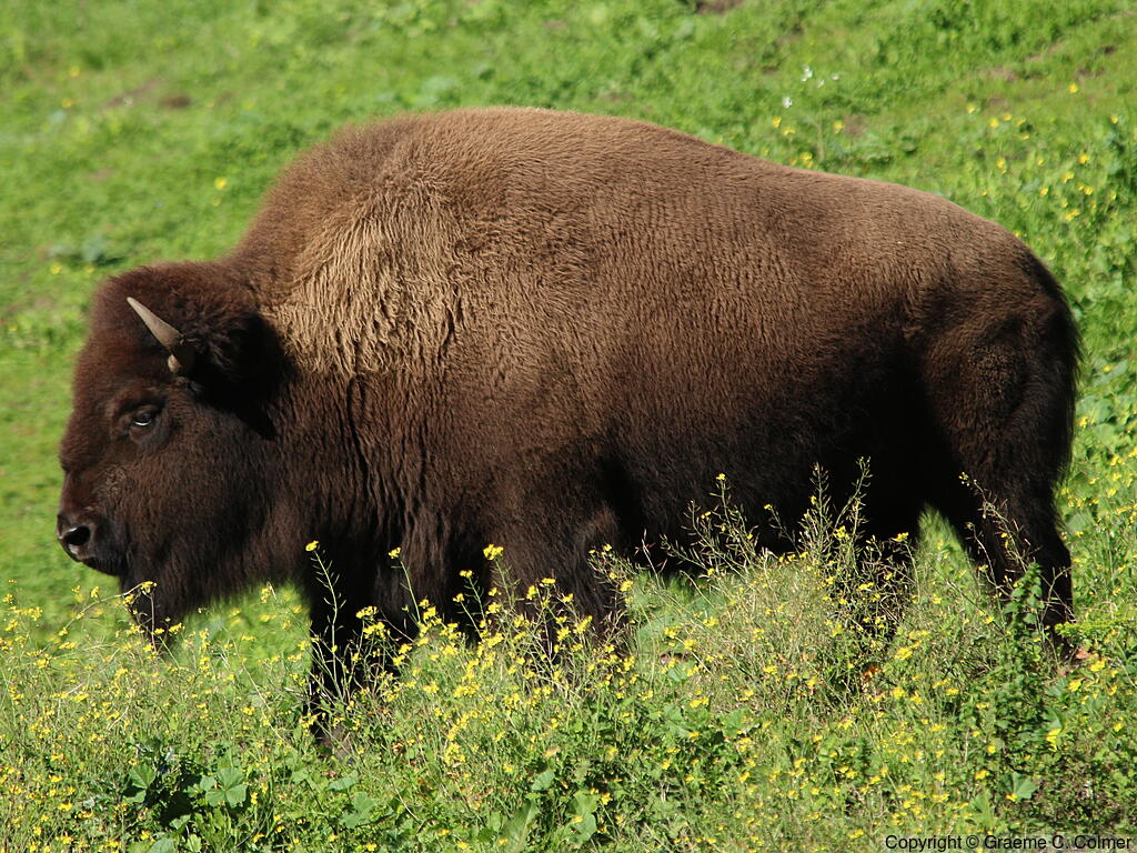 American Bison (Bison bison) - Adult