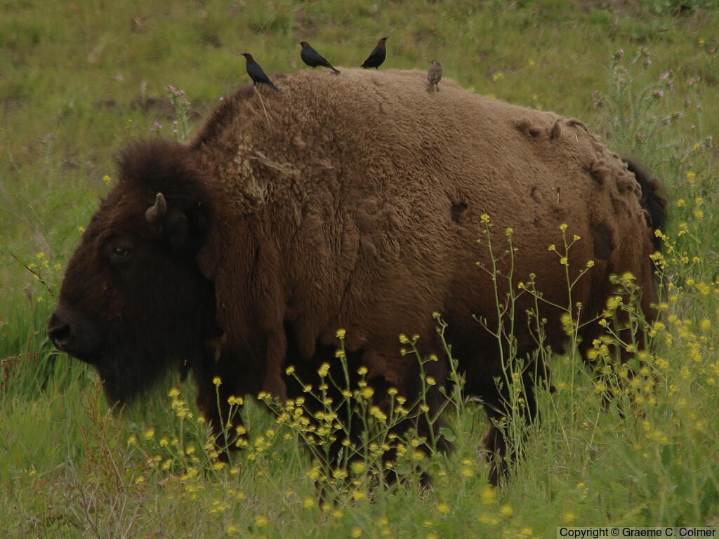 American Bison (Bison bison) - Adult