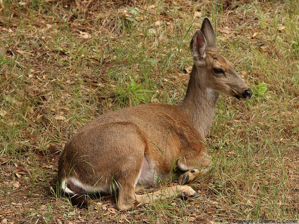 Mule Deer (Odocoileus hemionus) - Adult female