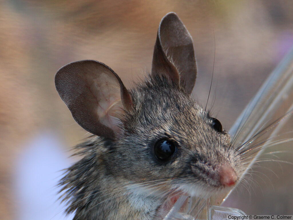North American Deermouse (Peromyscus maniculatus) - Adult