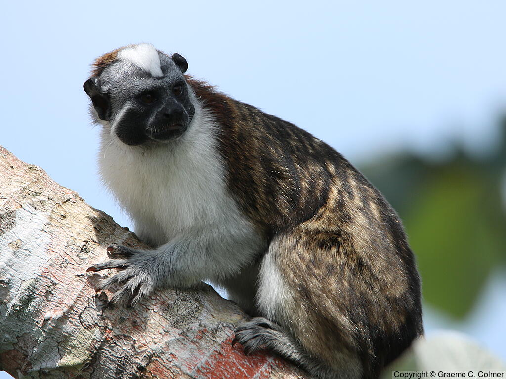 Geoffroy's Tamarin (Saguinus geoffroyi) - Adult