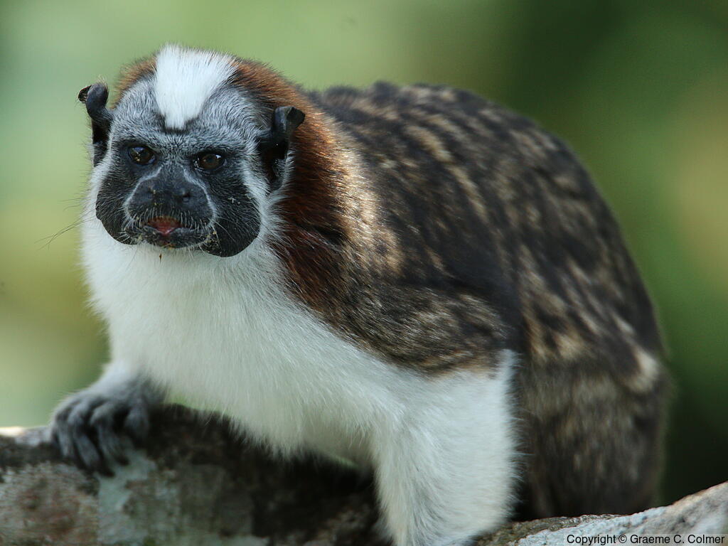 Geoffroy's Tamarin (Saguinus geoffroyi) - Adult
