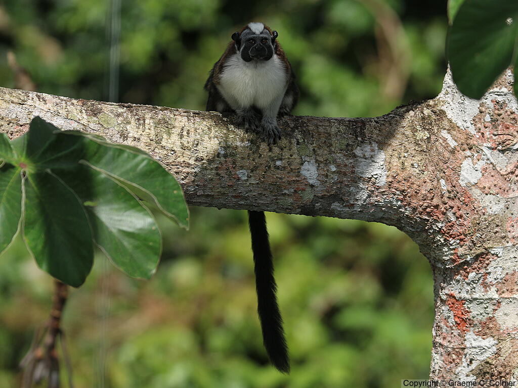 Geoffroy's Tamarin (Saguinus geoffroyi) - Adult