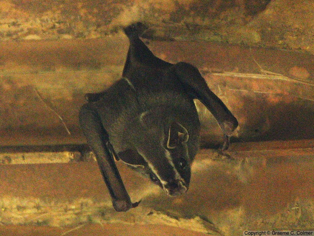 Tent-making Bat (Uroderma bilobatum) - Adult