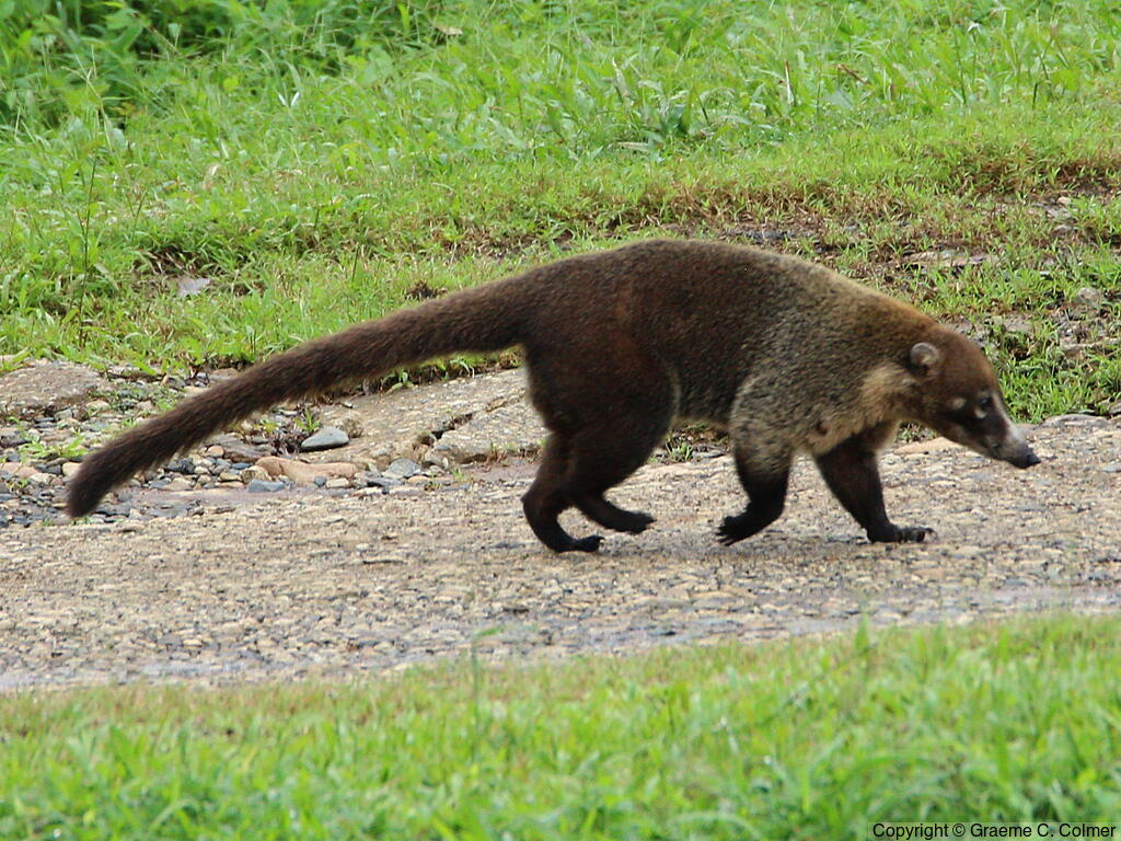 White-nosed Coati (Nasua narica) - Adult