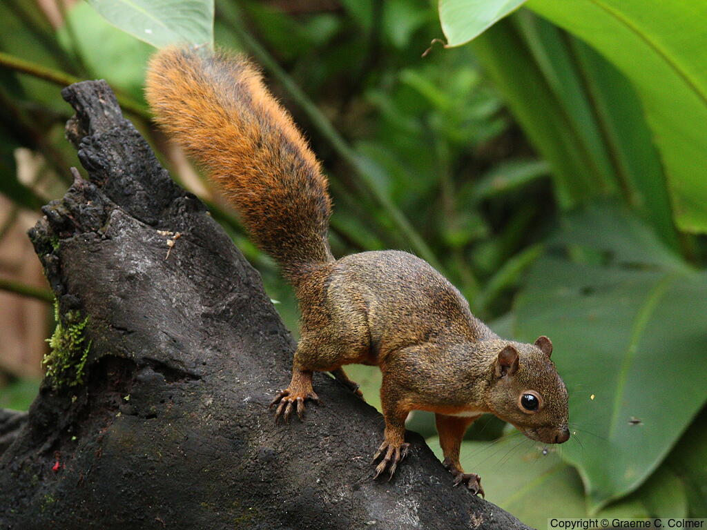 Red-tailed Squirrel (Sciurus granatensis) - Adult