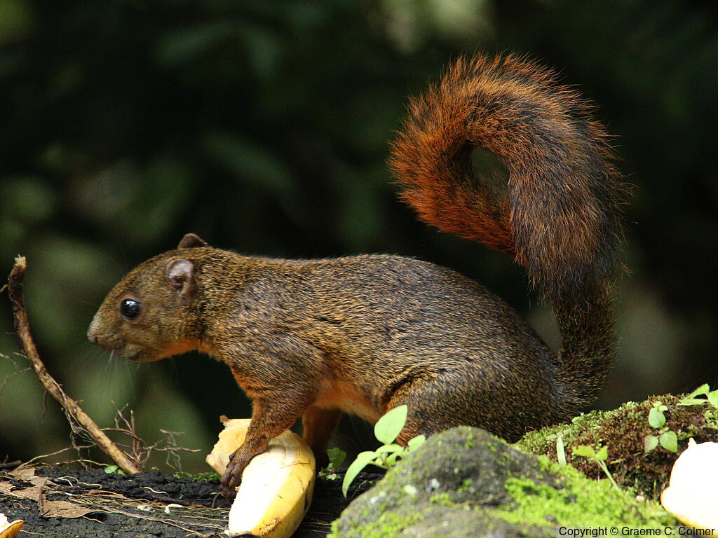 Red-tailed Squirrel (Sciurus granatensis) - Adult