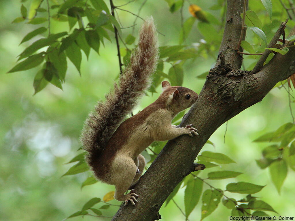 Variegated Squirrel (Sciurus variegatoides) - Adult