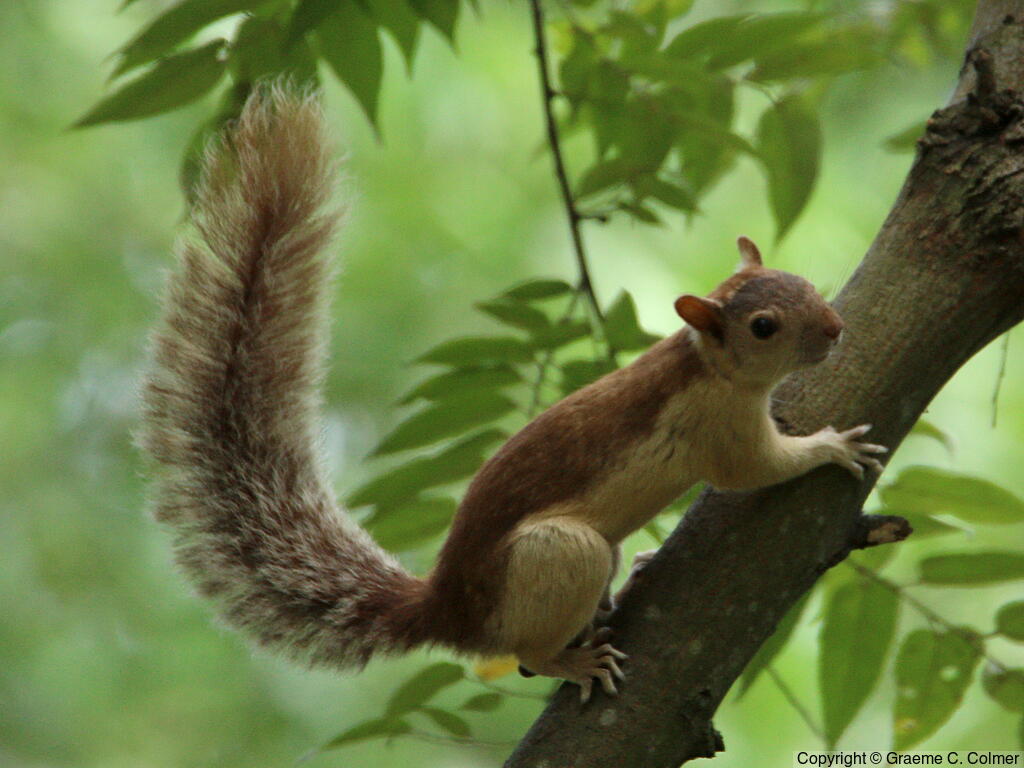 Variegated Squirrel (Sciurus variegatoides) - Adult