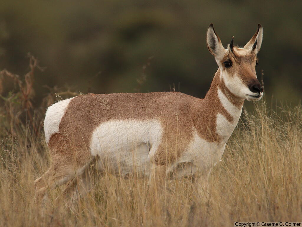 Pronghorn (Antilocapra americana) - Adult (Sonoran)