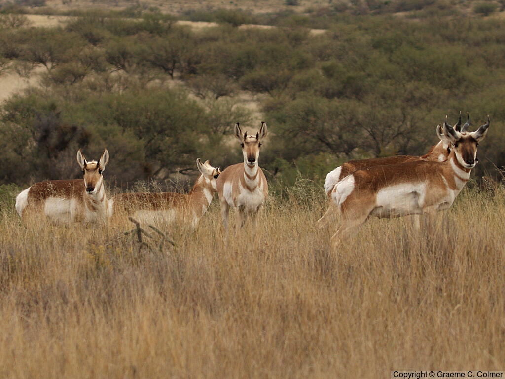 Pronghorn (Antilocapra americana) - Adults (Sonoran)