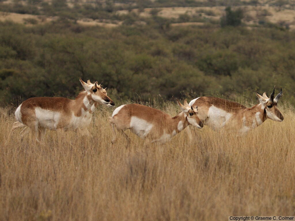 Pronghorn (Antilocapra americana) - Adults (Sonoran)