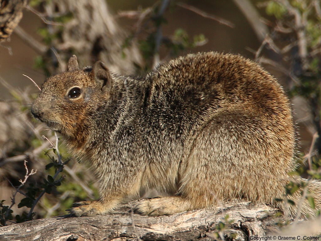 Rock Squirrel (Otospermophilus variegatus) - Adult