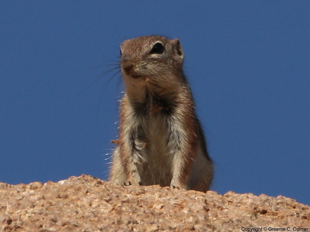 Harris's Antelope Squirrel (Ammospermophilus harrisii) - Adult