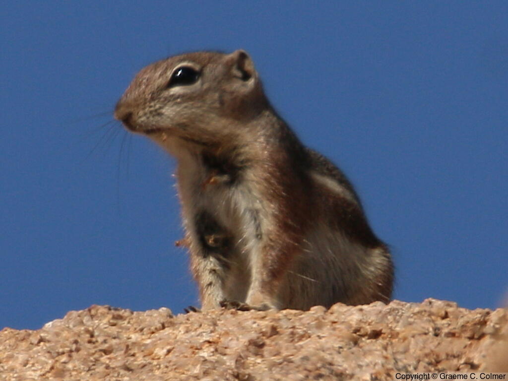Harris's Antelope Squirrel (Ammospermophilus harrisii) - Adult
